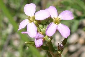 Attēlu rezultāti vaicājumam “Cakile maritima subsp. baltica flower”