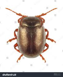 Attēlu rezultāti vaicājumam “Chrysolina staphylaea”