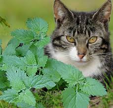 Image result for Nepeta cataria