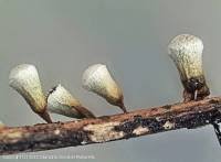 Attēlu rezultāti vaicājumam “Craterium leucocephalum”