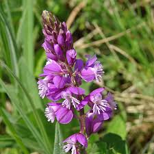Attēlu rezultāti vaicājumam “Polygala comosa”