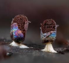 Attēlu rezultāti vaicājumam “Diachea leucopodia spores”