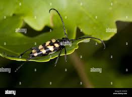 Attēlu rezultāti vaicājumam “Leptura annularis”