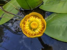 Attēlu rezultāti vaicājumam “Nuphar lutea fruit”