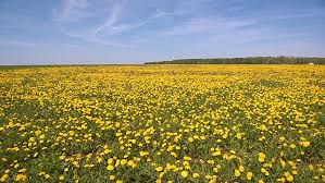 Attēlu rezultāti vaicājumam “Taraxacum suecicum flower”