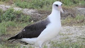 Image result for "イシュタールの暁星"