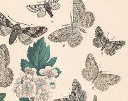 Attēlu rezultāti vaicājumam “Cabera exanthemata female”