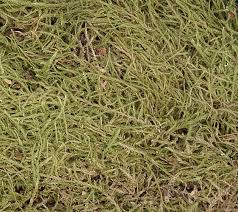 Attēlu rezultāti vaicājumam “Hypnum cupressiforme var. filiforme”