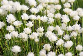 Image result for Allium schoenoprasum