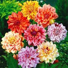 Image result for Dahlia x pinnata `Decorative Giants`