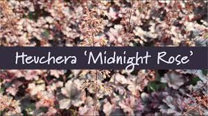 Image result for Heuchera `Midnight Rose`