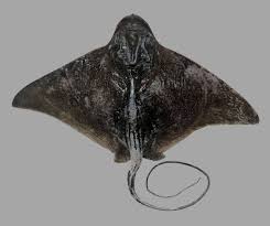 Image result for Myliobatis freminvillei