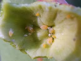 Attēlu rezultāti vaicājumam “Aphis confusa”