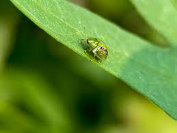 Attēlu rezultāti vaicājumam “Cassida”