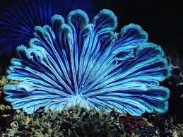 Attēlu rezultāti vaicājumam “Calypogeia azurea macro”