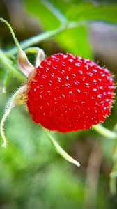 Attēlu rezultāti vaicājumam “Rubus illecebrosus fruit”