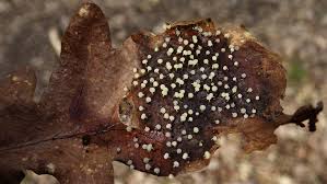 Attēlu rezultāti vaicājumam “Physarum murinum stalked”