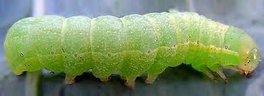 Attēlu rezultāti vaicājumam “Mamestra brassicae larva”