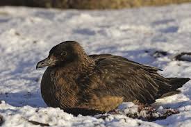Image result for Stercorarius skua
