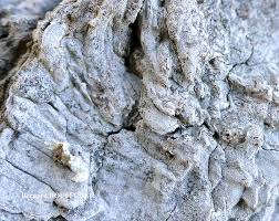 Attēlu rezultāti vaicājumam “Arthonia leucopellaea”