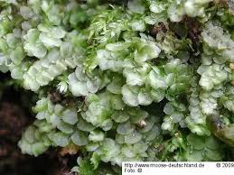 Attēlu rezultāti vaicājumam “Calypogeia fissa”