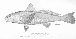 Image result for Menticirrhus saxatilis