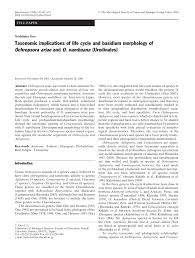 Attēlu rezultāti vaicājumam “Ochropsora ariae”