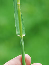 Attēlu rezultāti vaicājumam “Bromopsis inermis leaf”