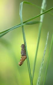 Attēlu rezultāti vaicājumam “Phymatopus hecta”