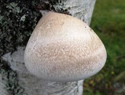 Attēlu rezultāti vaicājumam “Piptoporus betulinus”