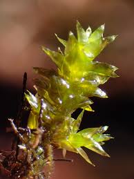 Attēlu rezultāti vaicājumam “Platyhypnidium riparioides”