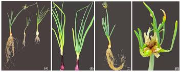 Attēlu rezultāti vaicājumam “Allium cepa”