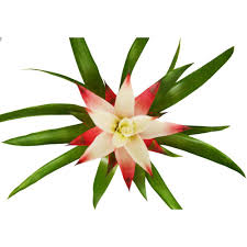 Картинки по запросу гусмания