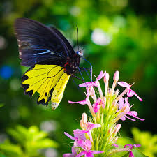 Image result for Diplodus helenae