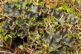 Attēlu rezultāti vaicājumam “Peltigera polydactylon”