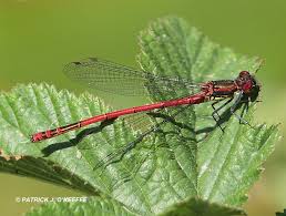 Attēlu rezultāti vaicājumam “Pyrrhosoma nymphula”