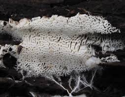 Attēlu rezultāti vaicājumam “Trechispora mollusca”