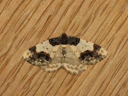 Attēlu rezultāti vaicājumam “Ligdia adustata”