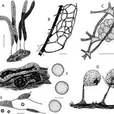 Attēlu rezultāti vaicājumam “Eurhynchiastrum pulchellum macro”