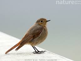 Attēlu rezultāti vaicājumam “Phoenicurus ochruros”