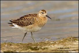 Attēlu rezultāti vaicājumam “Philomachus pugnax”