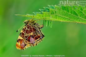 Attēlu rezultāti vaicājumam “Araschnia levana”