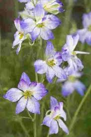 Image result for Delphinium consolida