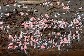 Attēlu rezultāti vaicājumam “Lycogala roseosporum macro”