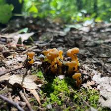 Attēlu rezultāti vaicājumam “Leotia lubrica”