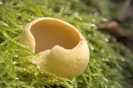 Attēlu rezultāti vaicājumam “Peziza vesiculosa”