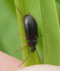 Attēlu rezultāti vaicājumam “Tenebrionidae”