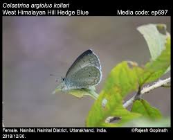 Attēlu rezultāti vaicājumam “Celastrina argiolus underside”