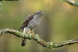 Attēlu rezultāti vaicājumam “Accipiter nisus female”
