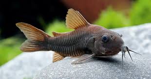 Image result for fish corydoras
